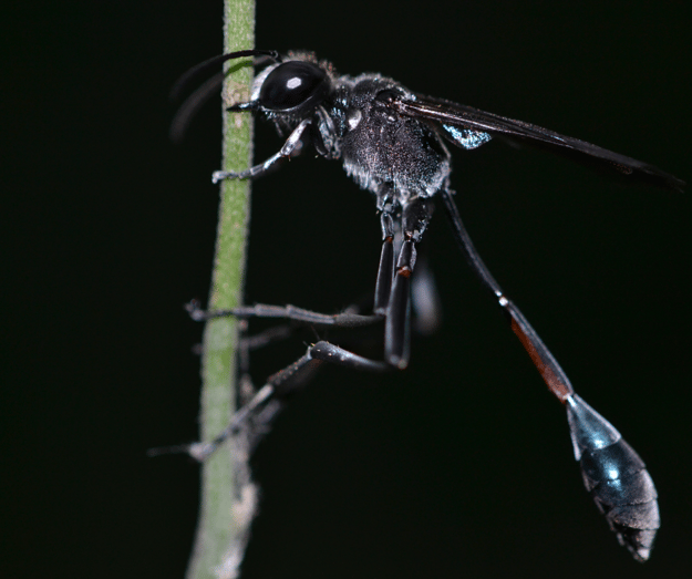 Do Mud Daubers Sting People?